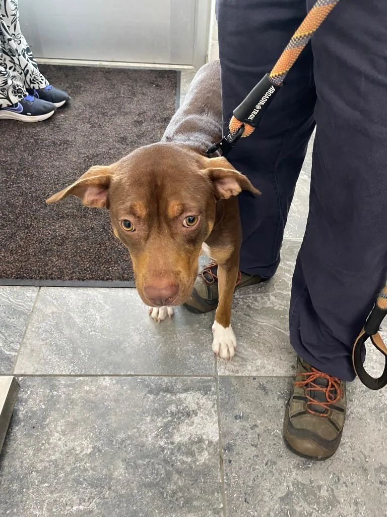 A young medium-sized female Mixed Breed dog named Lucy for adoption in Oxford, NC