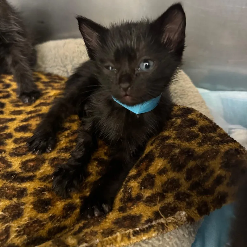 A baby small-sized female Black Domestic Short Hair cat named Louise for adoption in Los Angeles, CA