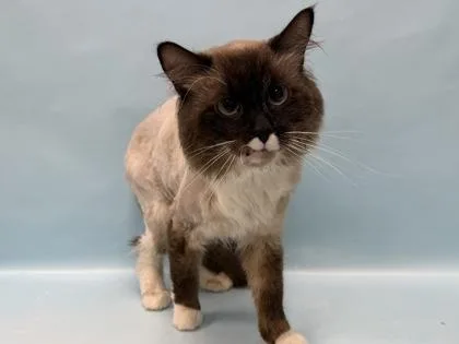 An adult small-sized male Domestic Medium Hair cat named Yosi for adoption in Coon Rapids, MN