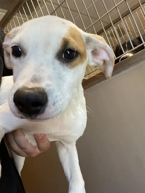 A baby small-sized male Pit Bull Terrier dog named Jeffrey for adoption in Albuquerque, NM