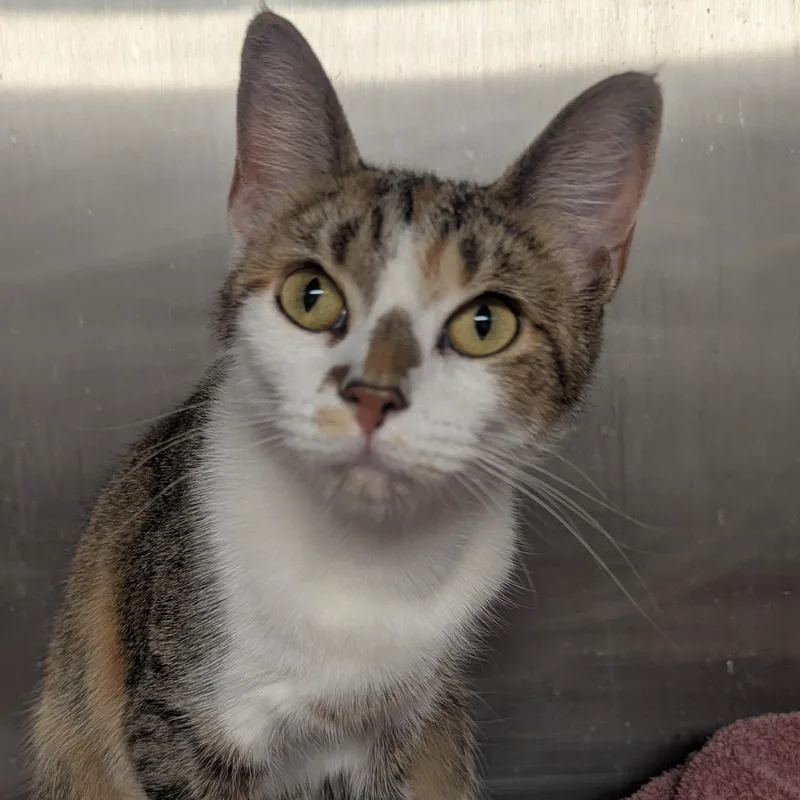 A young large-sized female Domestic Short Hair cat named Squeaky for adoption in Springfield, IL
