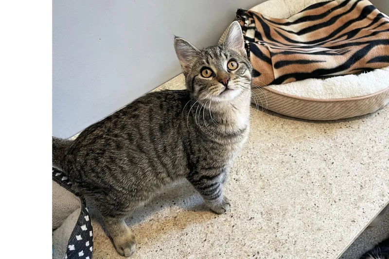 A baby medium-sized male Tabby (Brown / Chocolate) Domestic Short Hair cat named Aries for adoption in Lincoln, NE
