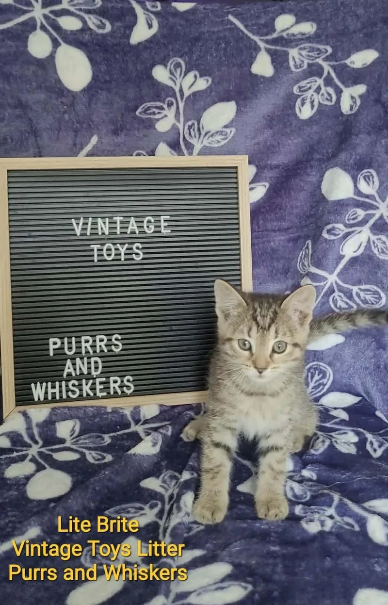 A baby medium-sized female Tabby (Tiger Striped) Domestic Short Hair cat named Lite Brite for adoption in New Hartford, NY