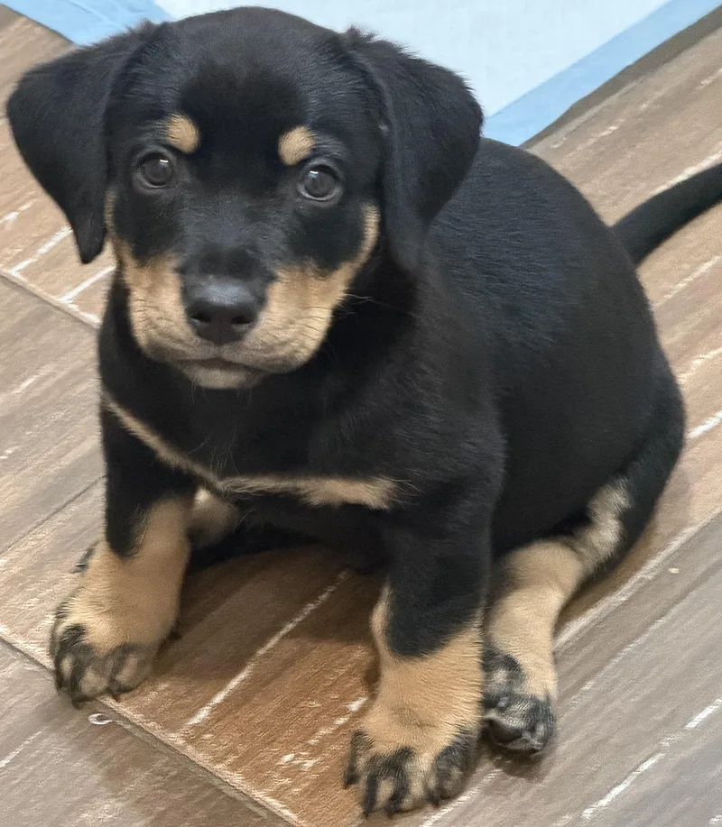 Gus