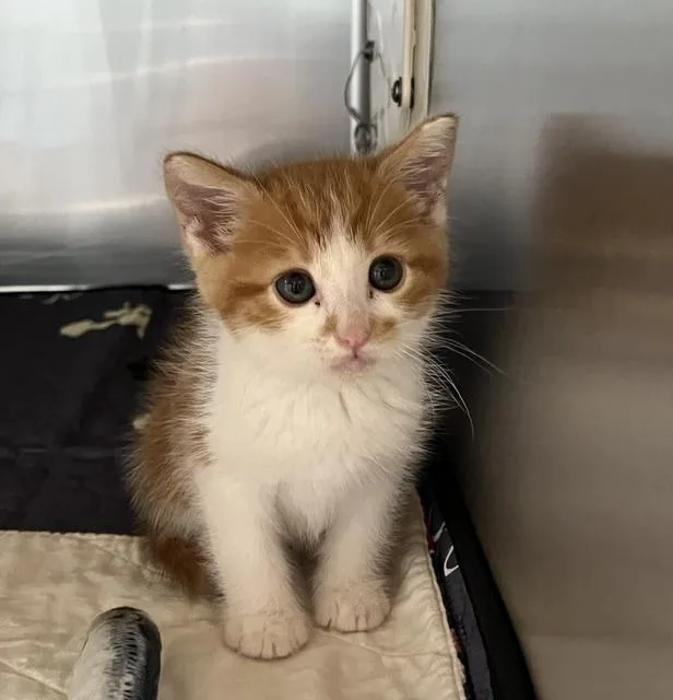 A baby small-sized male Domestic Short Hair cat named Pickles for adoption in Riverside, CA
