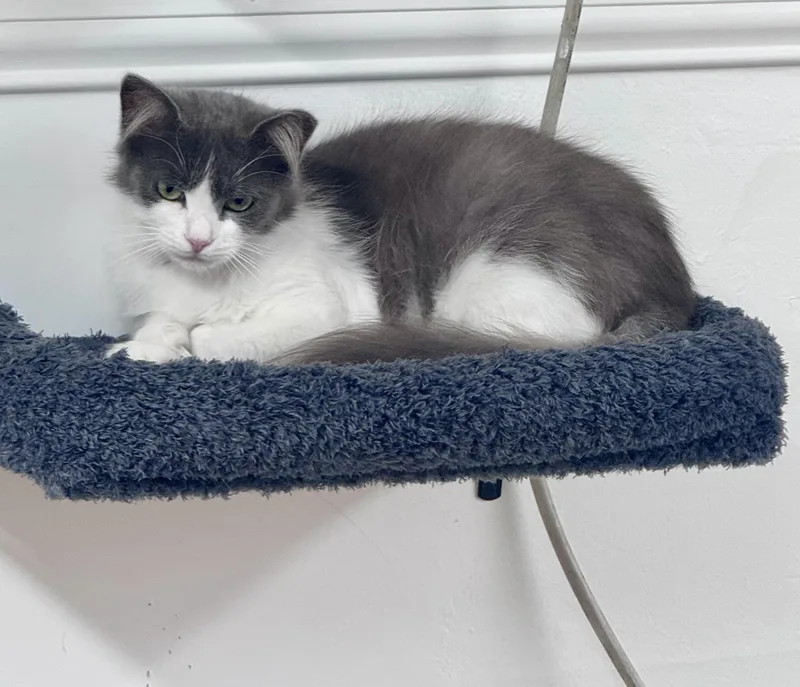 A young medium-sized female Gray & White Domestic Long Hair cat named Freya for adoption in Cincinnati, OH