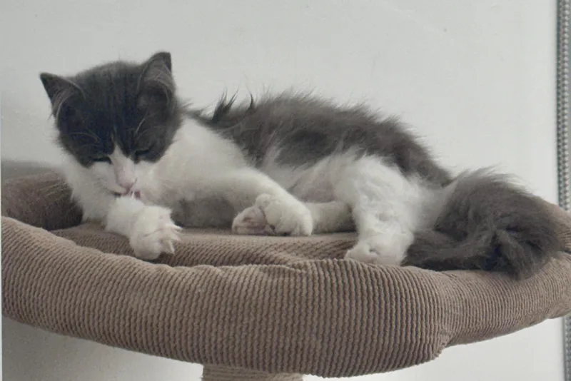 Freya thumbnail 4