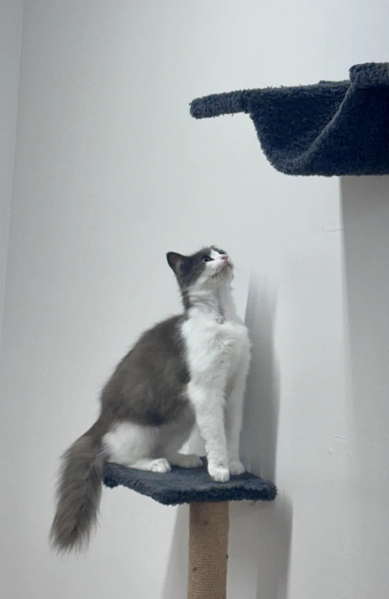 Freya thumbnail 6