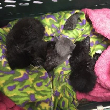 A baby small-sized female Domestic Short Hair cat named London Fog for adoption in Palm Coast, FL