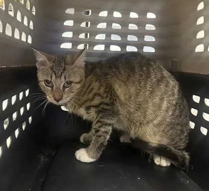 A young small-sized male Domestic Short Hair cat named Mykonos for adoption in Palm Coast, FL