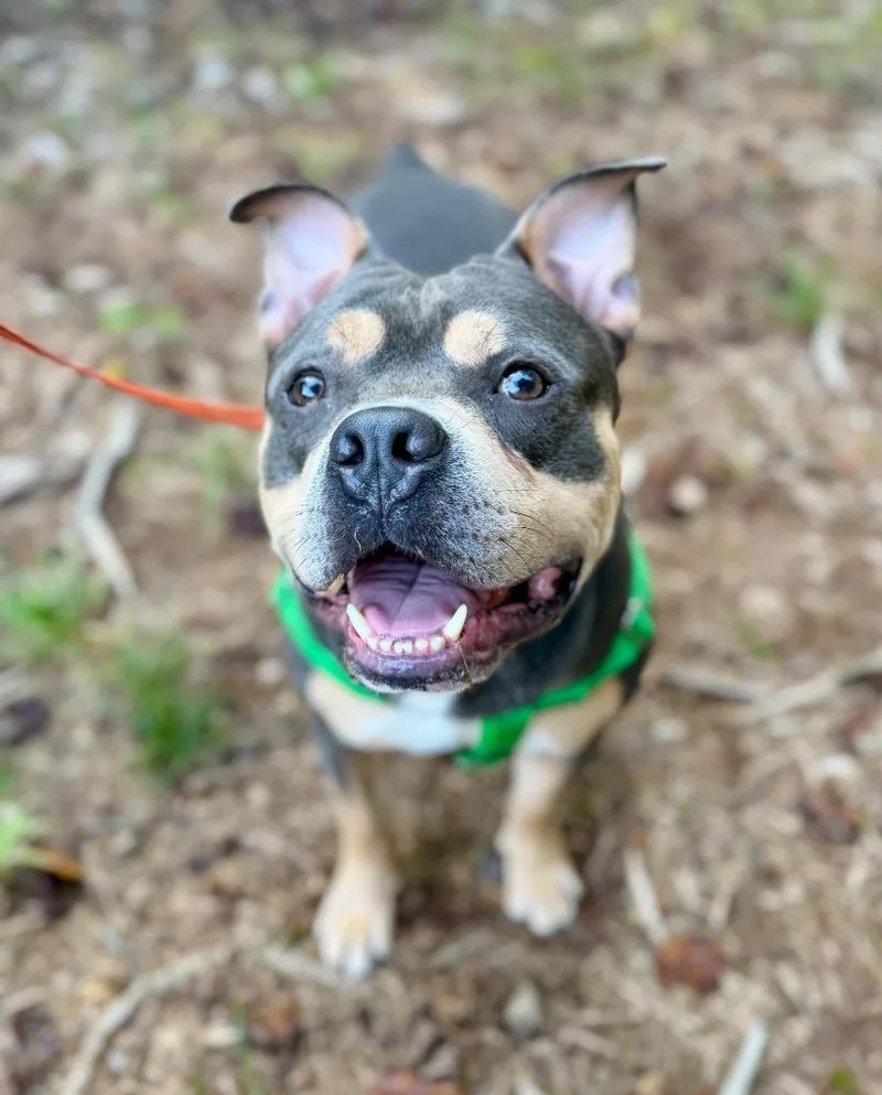 A young large-sized male Mixed Breed dog named Tony for adoption in Ellijay, GA