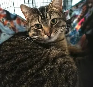 An adult medium-sized female Domestic Short Hair cat named Hazel for adoption in Reeds Spring, MO