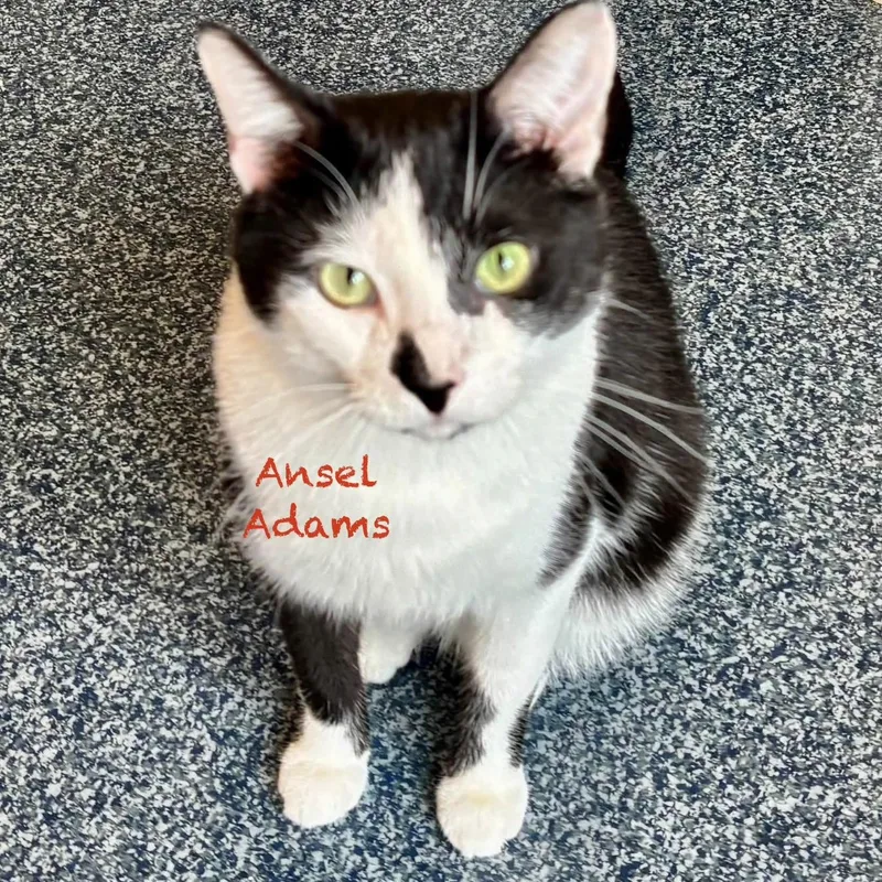 An adult medium-sized male Black & White / Tuxedo Domestic Short Hair cat named Ansel Adams for adoption in Palatine, IL