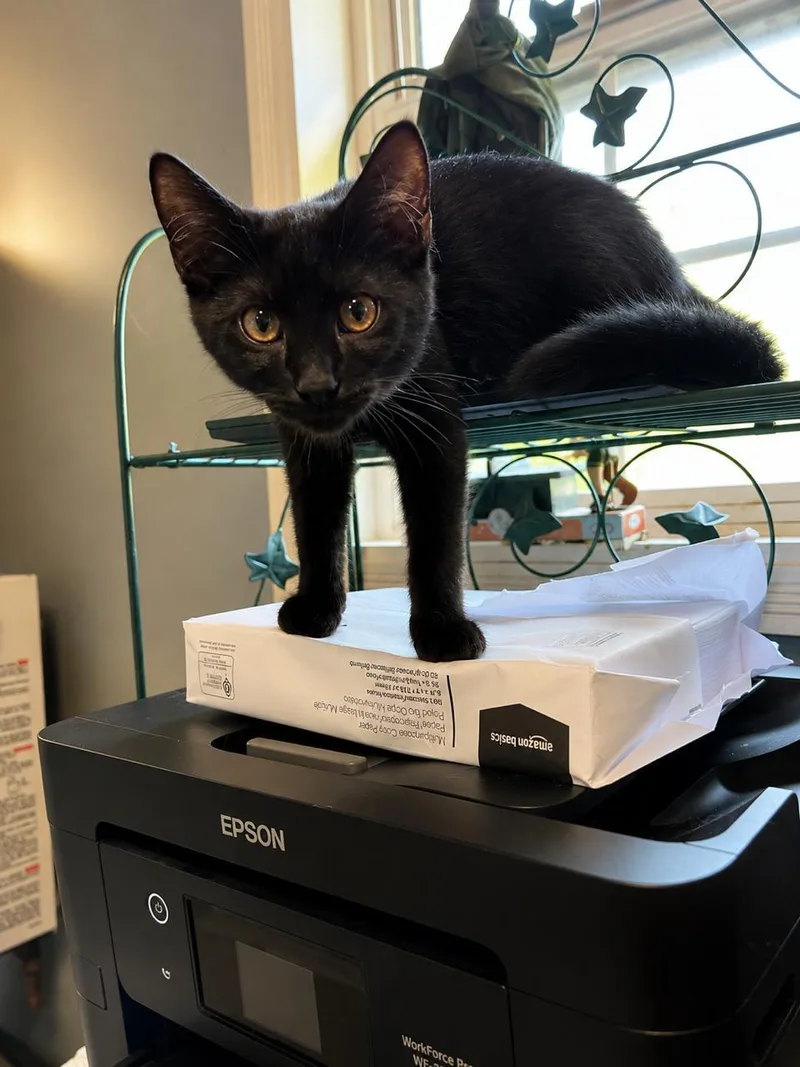 A baby small-sized male Domestic Short Hair cat named Cinder for adoption in Johnson City, TN
