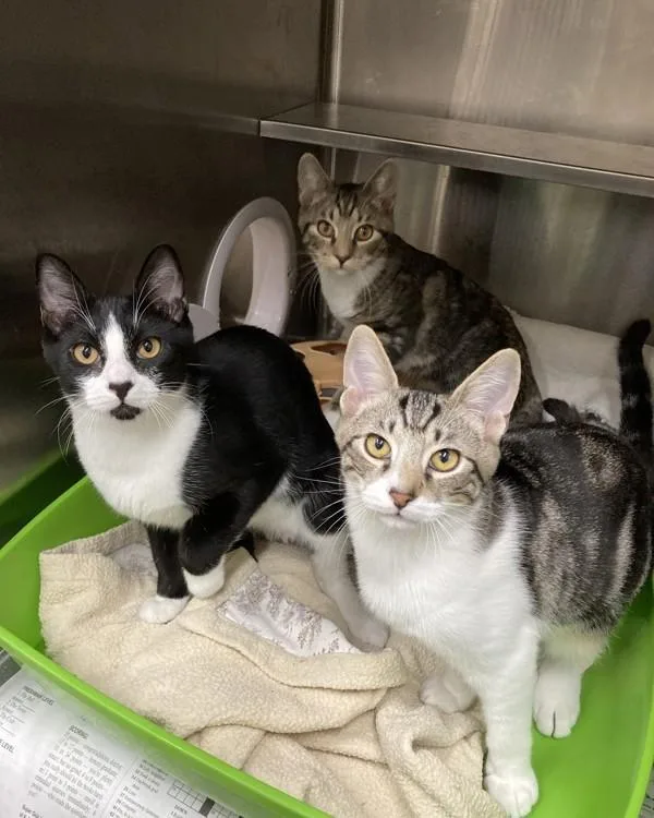 A baby small-sized female Domestic Short Hair cat named Brooke for adoption in Novato, CA