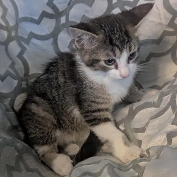 A baby small-sized female Gray / Blue / Silver Domestic Short Hair cat named Rumi for adoption in Las Vegas, NV