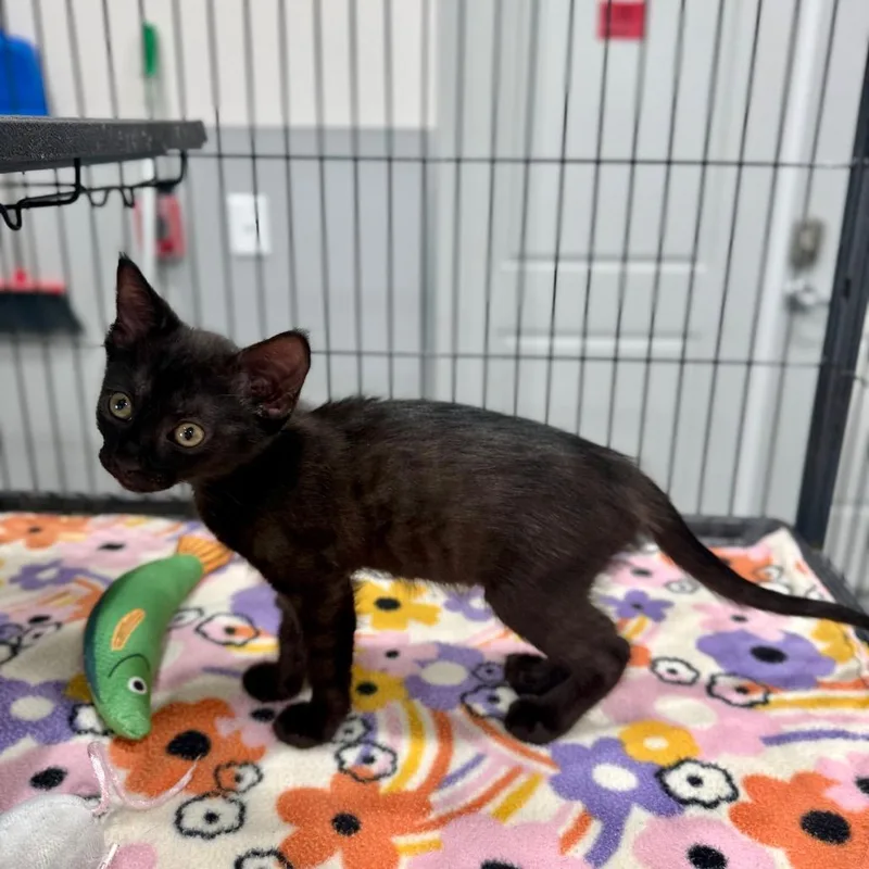 A baby small-sized female Black Domestic Short Hair cat named Mila for adoption in Bradenton, FL