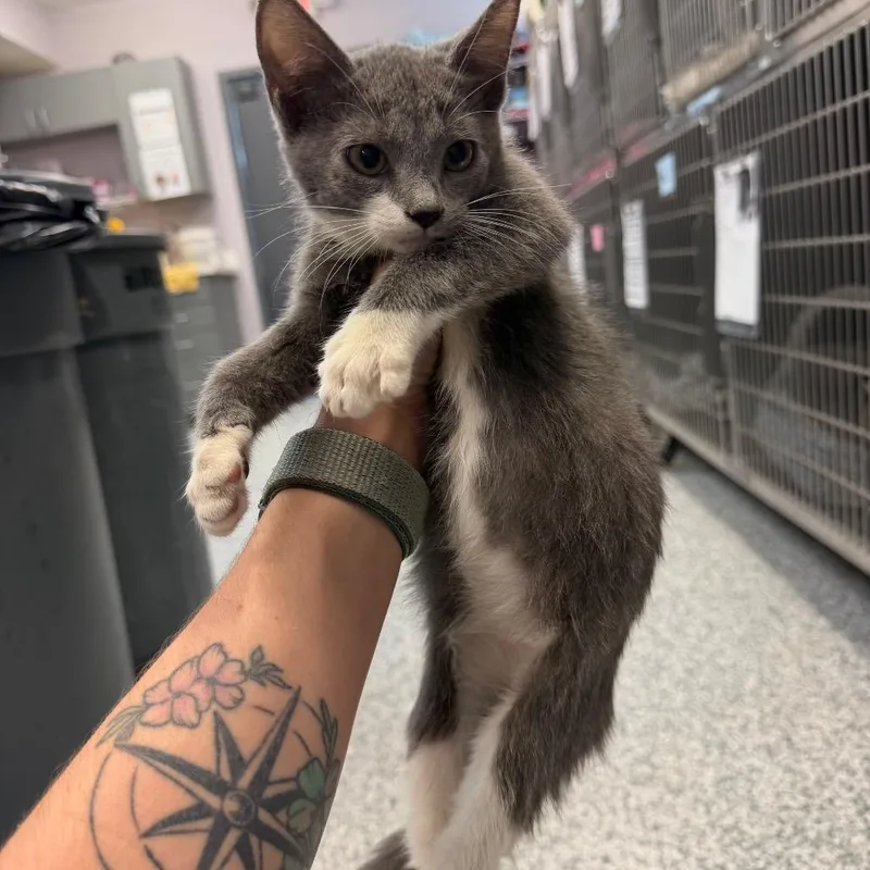 A baby small-sized female White Domestic Short Hair cat named Vesper for adoption in Port Charlotte, FL