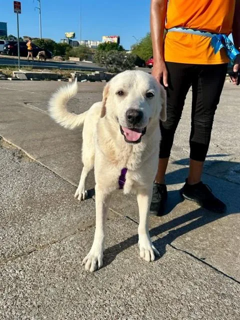 An adult extra large-sized male Mixed Breed dog named Zeus for adoption in Dallas, TX