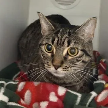 An adult medium-sized female Domestic Short Hair cat named Stormy for adoption in Phoenix, AZ