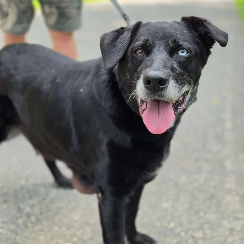 A senior large-sized female Black Labrador Retriever dog named Fay for adoption in Warren, OH