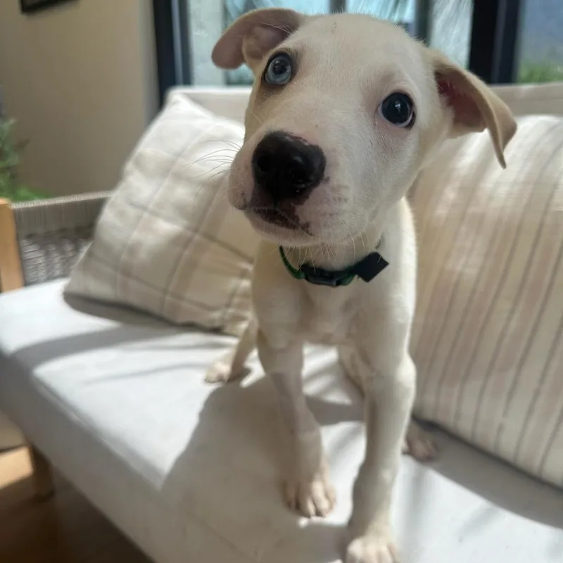 A baby small-sized male White / Cream Mixed Breed dog named Nugget for adoption in Chesapeake, VA