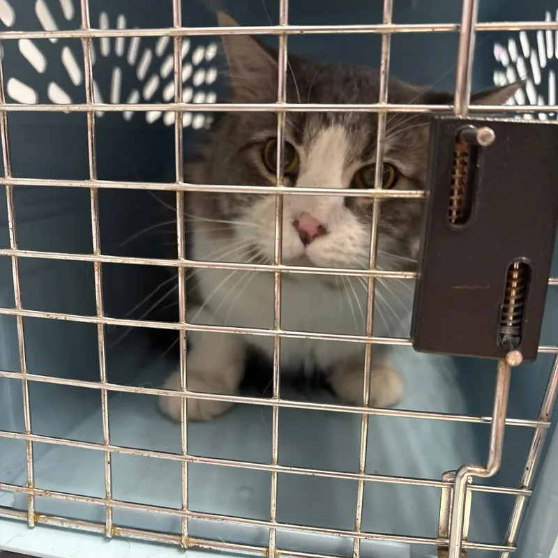 An adult large-sized male Gray / Blue / Silver Domestic Medium Hair cat named Hero for adoption in Spokane, WA