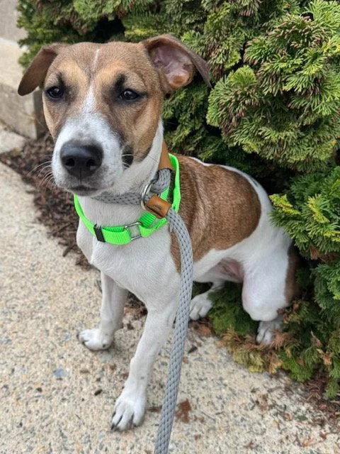 A young medium-sized female Jack Russell Terrier dog named Angel for adoption in Lancaster, PA