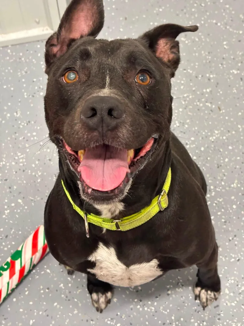 An adult medium-sized male Mixed Breed dog named Lemmy for adoption in Davenport, IA