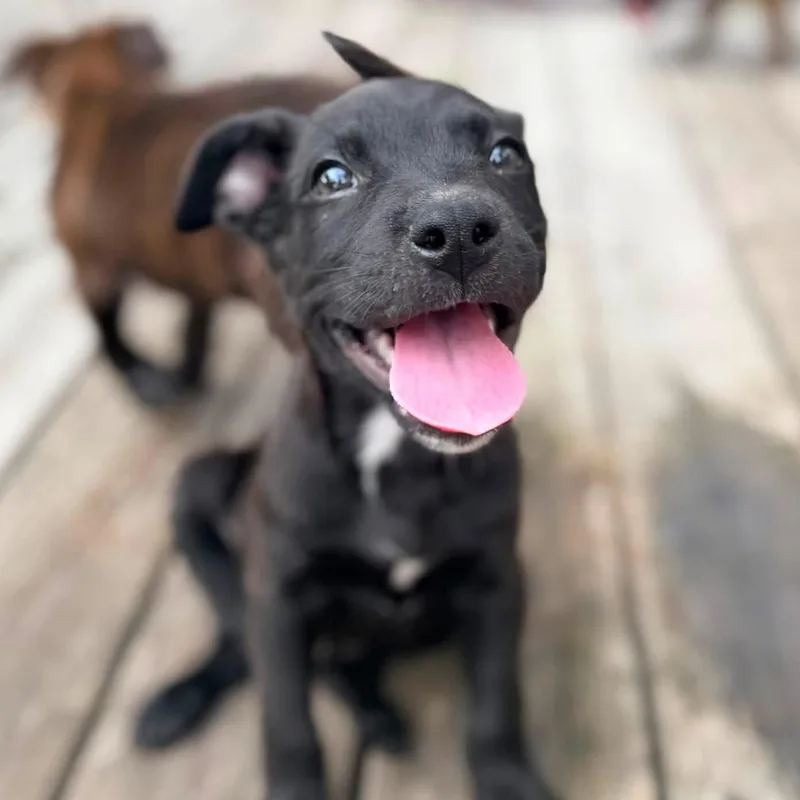 A baby medium-sized male Black Pit Bull Terrier dog named Fudge for adoption in Ayden, NC