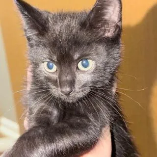 A baby small-sized female Black Domestic Short Hair cat named Jalapeno for adoption in West Des Moines, IA