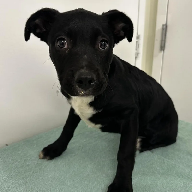 A baby small-sized female Black Labrador Retriever dog named Pepper for adoption in Warrensburg, MO