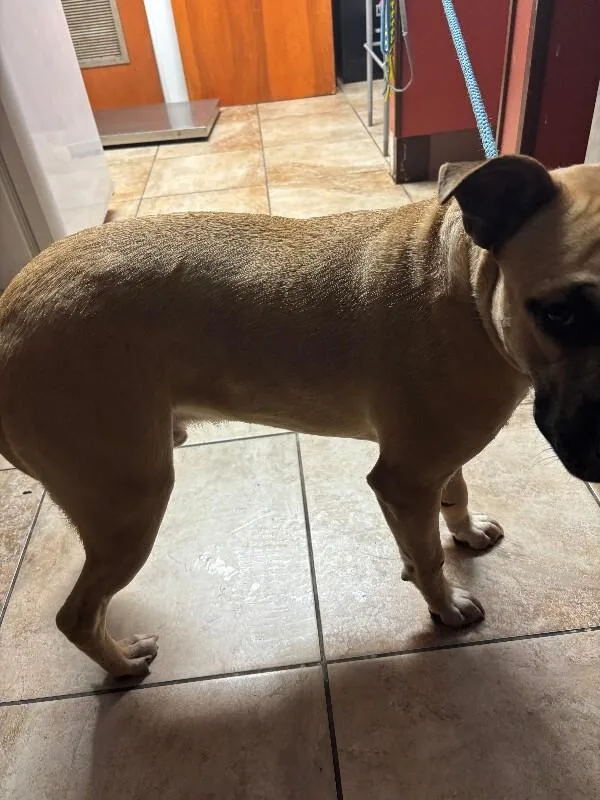 An adult large-sized male Yellow / Tan / Blond / Fawn Mixed Breed dog named Reel Steel for adoption in Cincinnati, OH