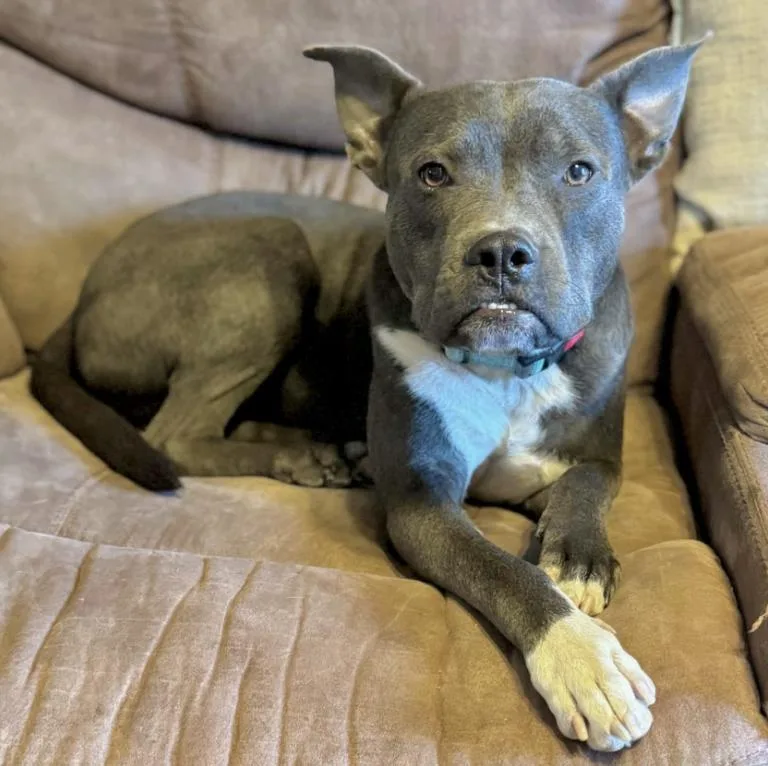 A young medium-sized male Gray / Blue / Silver Pit Bull Terrier dog named Miles for adoption in Mead, CO