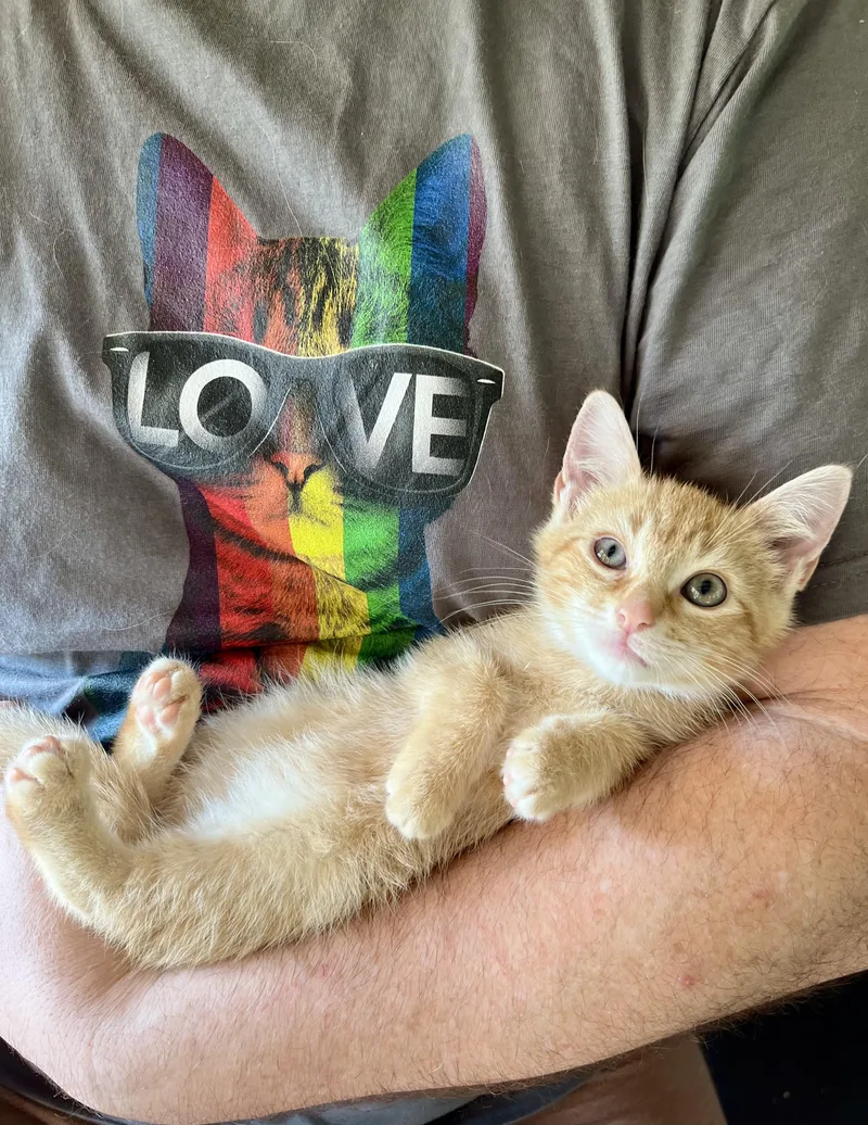 A baby medium-sized male Orange & White Tabby cat named Elton and Frankie for adoption in New York, NY