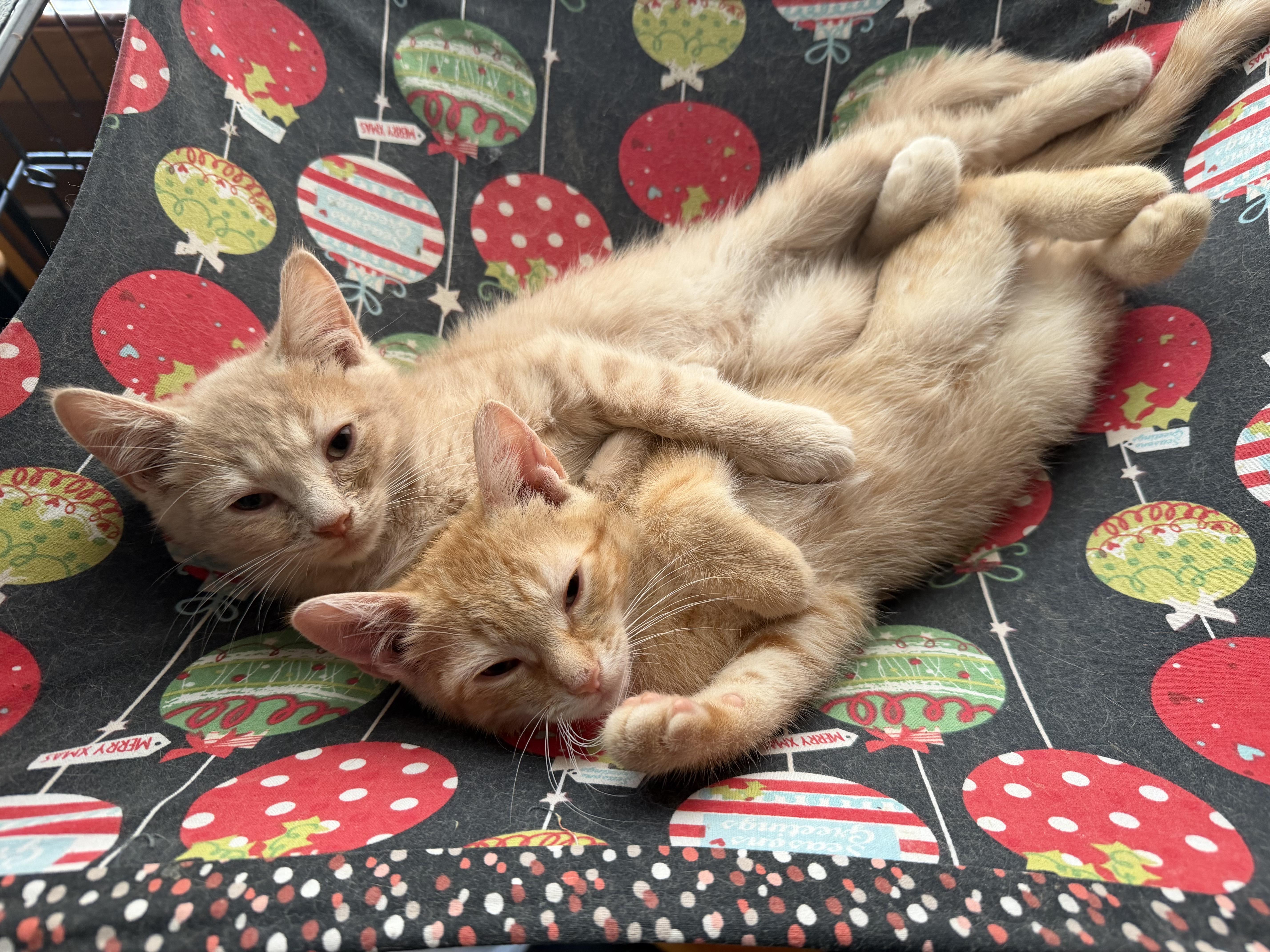 Elton and Frankie  thumbnail 3