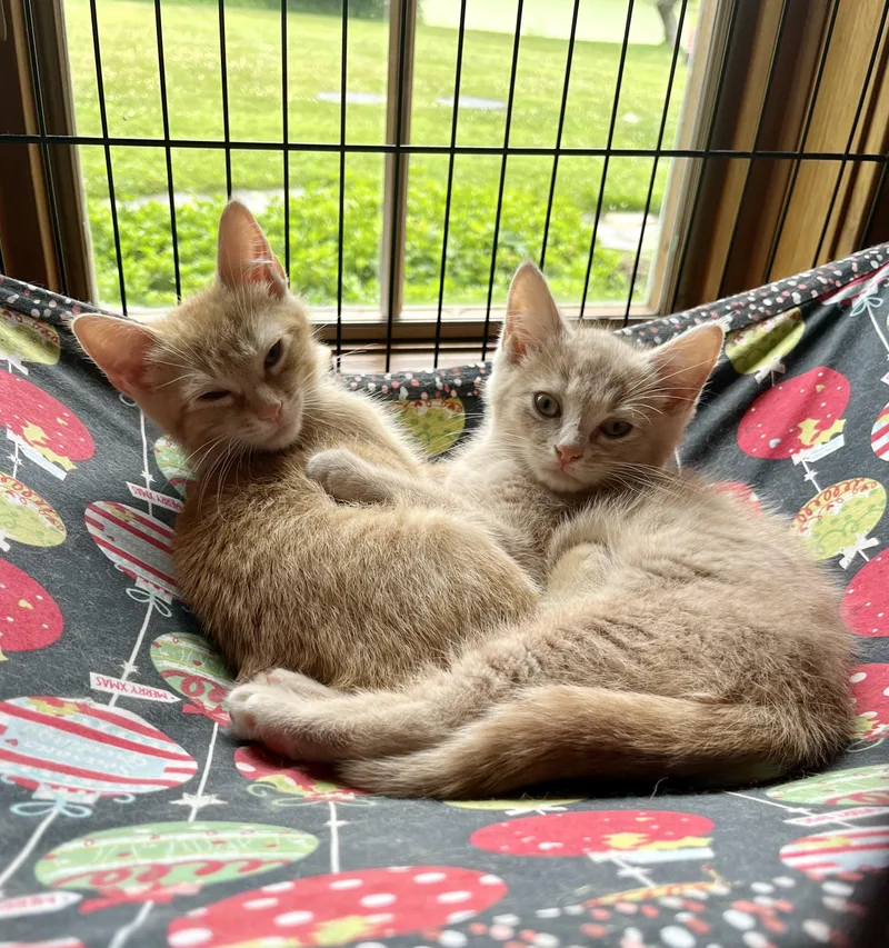 Elton and Frankie  thumbnail 4