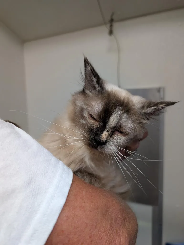 A young large-sized female Ragdoll cat named Wednesday for adoption in Sidney, NY