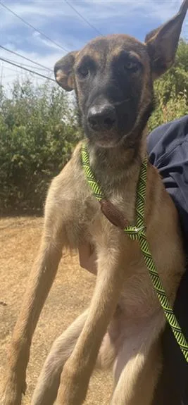 A young large-sized female Belgian Shepherd / Malinois dog named Sweetness for adoption in Dallas, TX