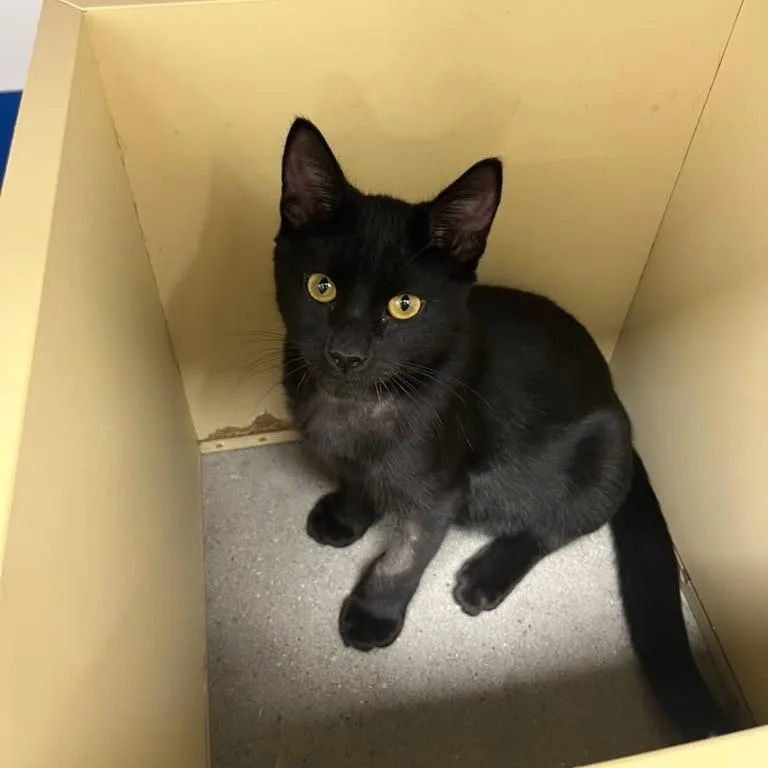 A baby medium-sized male Black Domestic Short Hair cat named Fester for adoption in Gibsonia, PA
