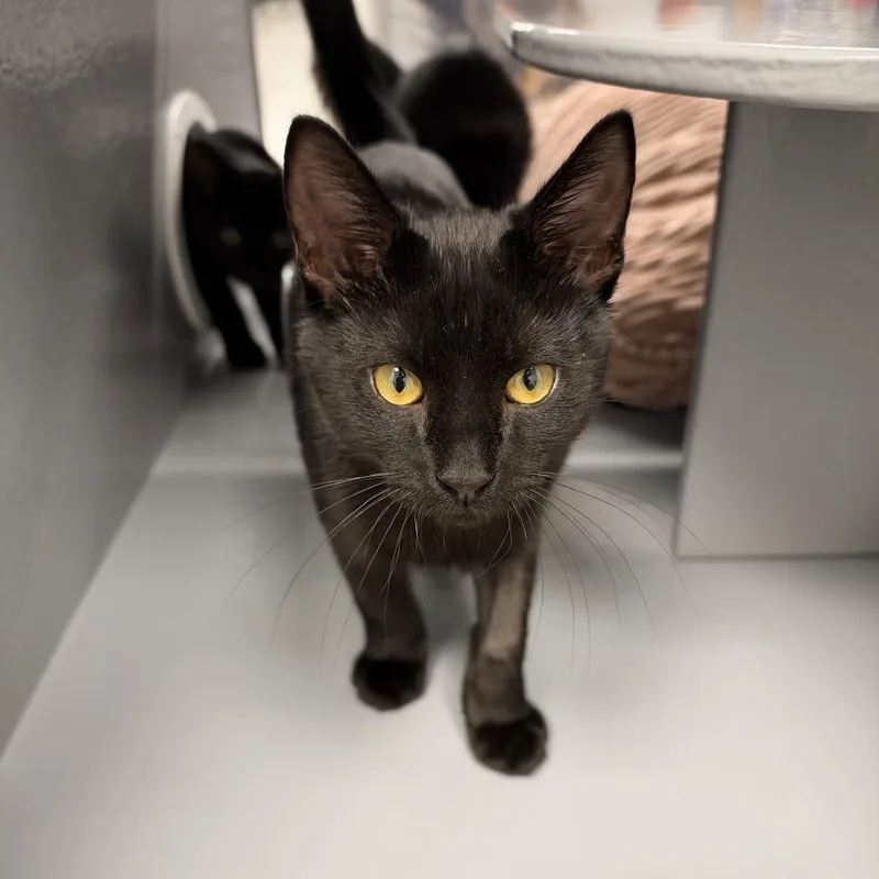 Fester thumbnail 6