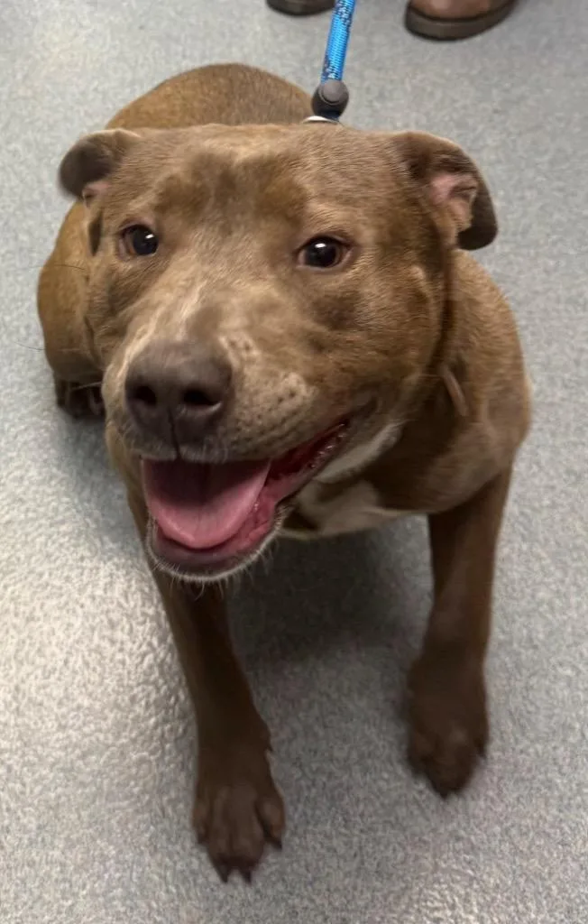 A young large-sized female Pit Bull Terrier dog named Brittany for adoption in Sapulpa, OK