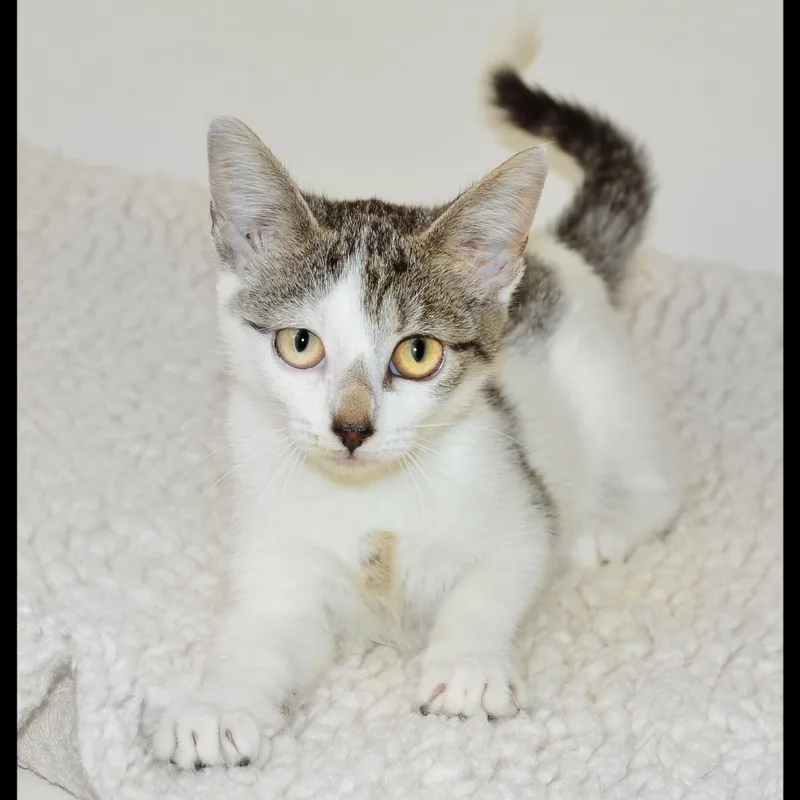 A baby medium-sized female American Shorthair cat named Emily for adoption in San Andreas, CA