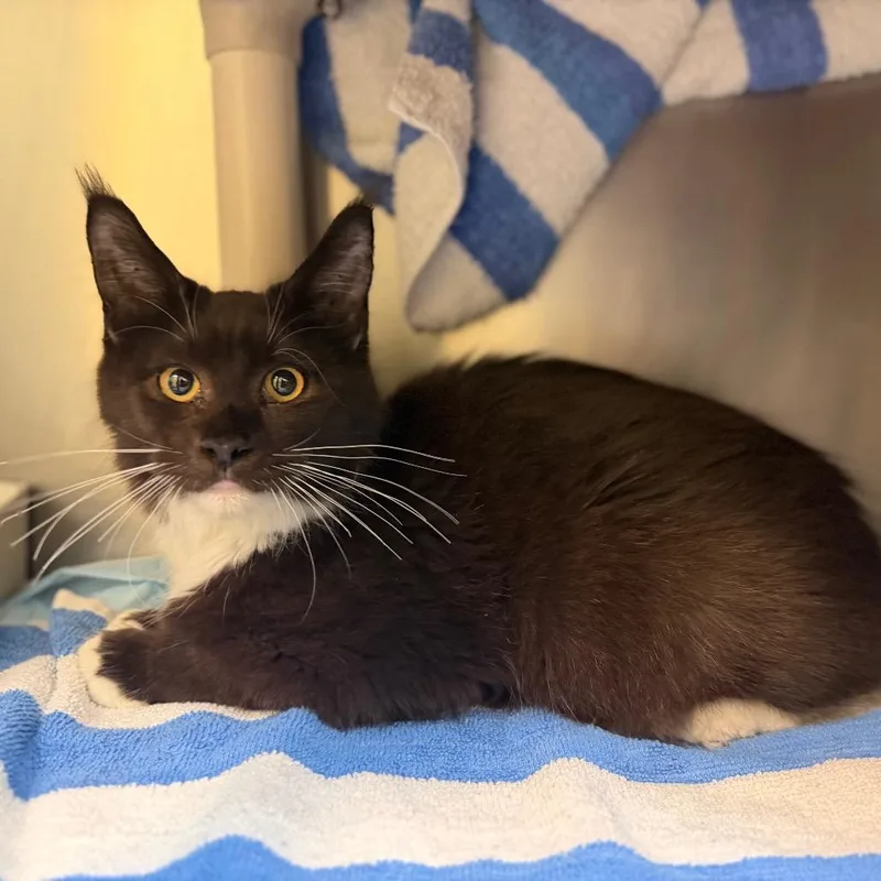 A baby medium-sized male Maine Coon cat named "Tux" for adoption in Perkiomenville, PA
