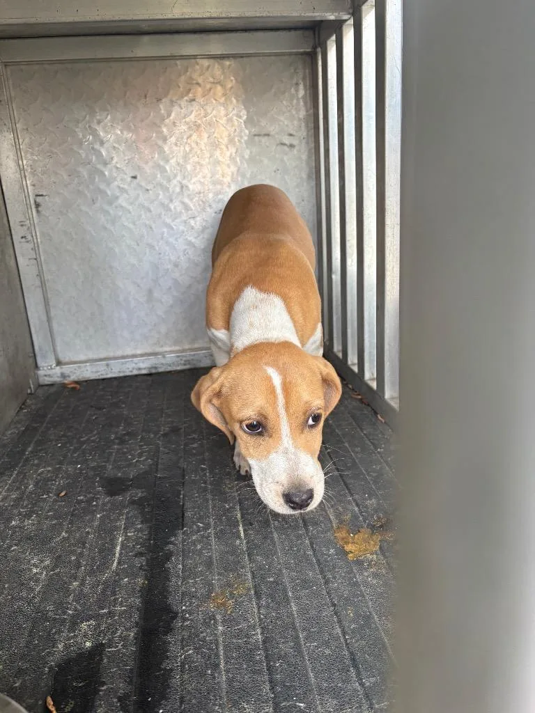 A baby small-sized female Mixed Breed dog named Maple for adoption in Effingham, SC