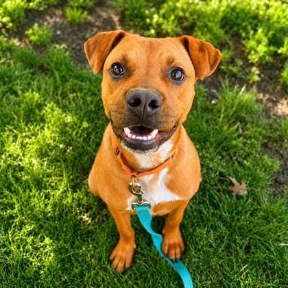An adult medium-sized male Black Mouth Cur dog named Dexter for adoption in Merriam, KS