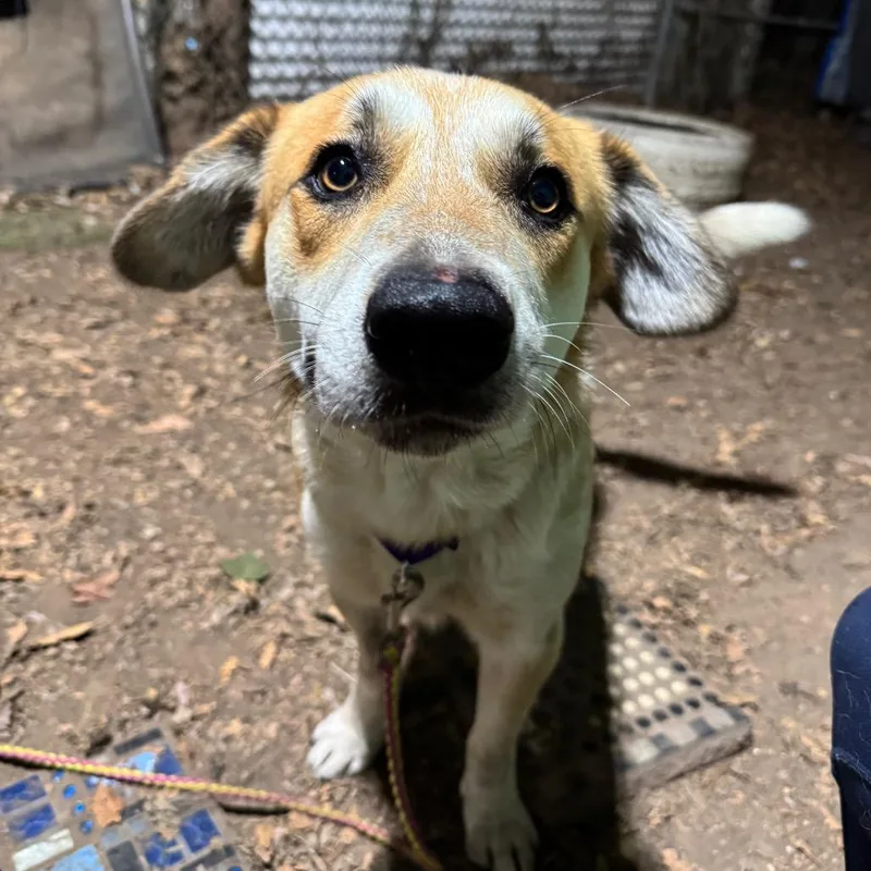 George Clooney thumbnail 4