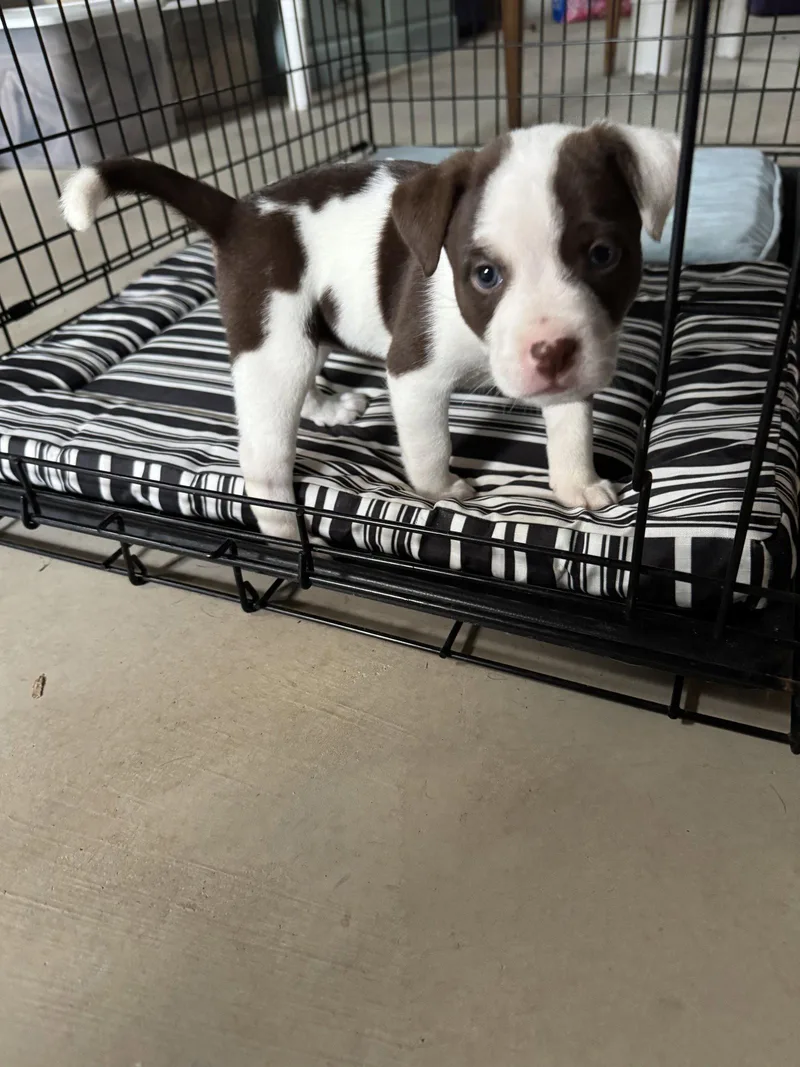 A baby medium-sized female Husky dog named Buffy for adoption in St. Louis, MO