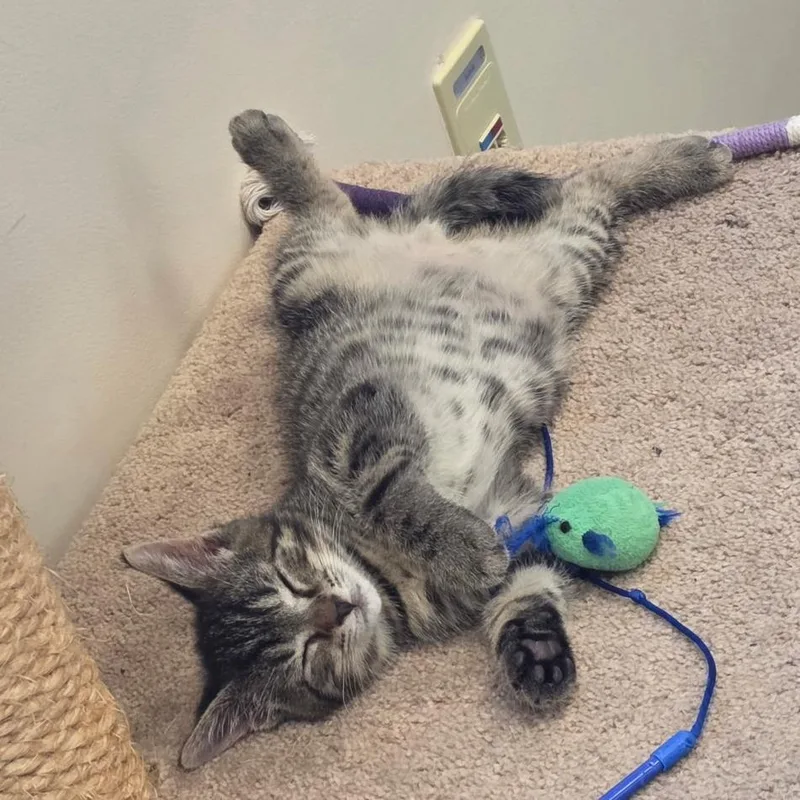 A baby small-sized male Brown / Chocolate Domestic Short Hair cat named TheoDoor for adoption in York, PA