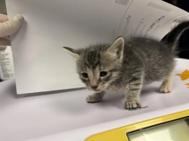 A baby small-sized female Domestic Short Hair cat named Emily for adoption in Ontario, CA
